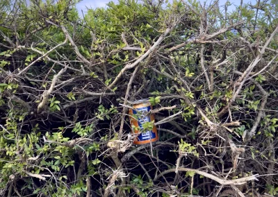 An Irn Bru can (Scottish Soft Drink) embedded inside a green bush of a parking lot.